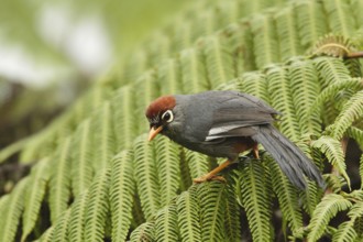 Chestnut-capped Laughingthrush (Garrulax mitratus), Fraser's Hill, Malaysia