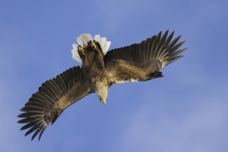 White-tailed Eagle (Haliaeetus albicilla) flying, Nord-Trondelag, Norway