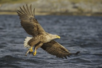 White-tailed Eagle (Haliaeetus albicilla) flying, Nord-Trondelag, Norway