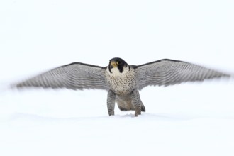 Peregrine Falcon (Falco peregrinus) male, Baden-Wuerttemberg, Germany