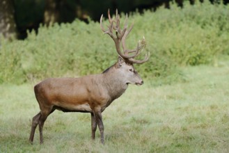 Red deer (Cervus elaphus) standing in a meadow during the rutting season, North Rhine-Westphalia,