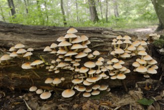Sulphur tuft (Hypholoma fasciculare) on a tree trunk, North Rhine-Westphalia, Germany