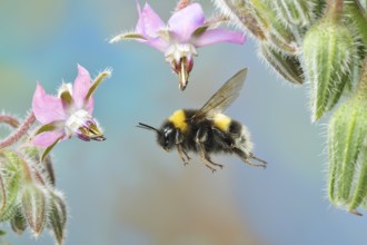 Large earth bumblebee (Bombus terrestris) in flight on the flowers of the cucumber scabious (Borago