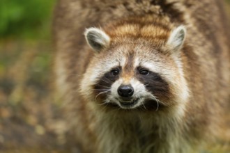 Common raccoon (Procyon lotor), portrait, Bavaria, Germany