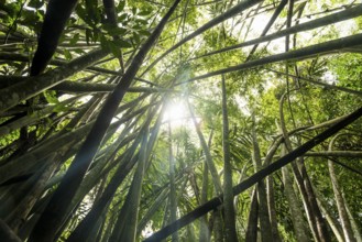 Jungle with giant bamboo, Khao Sok National Park, Phang Nga, Surat Thani, Thailand