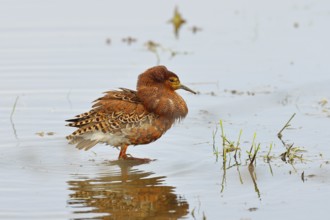 Ruff (Philomachus pugnax), adult male in splendid plumage with erect ruff, courtship display,