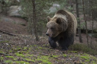On the move... European brown bear (Ursus arctos) on the move, running through a forest up a