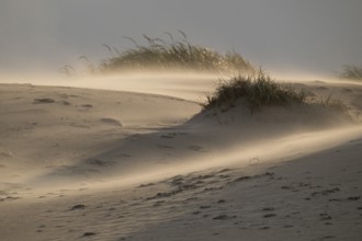 Sand dune with sparse grass cover in warm light with strong wind and swirling sand, near Hvide