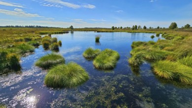 A clear, quiet moor lake with tufts of grass under a wide blue sky, summer, High Fens, Eifel