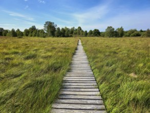A straight wooden path through a large open field under a blue sky, summer, High Fens, Eifel