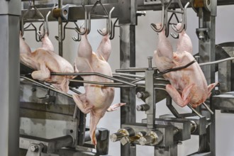 In a processing facility, multiple chickens are suspended on hooks, ready for processing. The