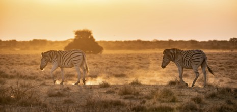 Steppe zebra (Equus quagga), in dry savannah, in the evening light, Kruger National Park, South
