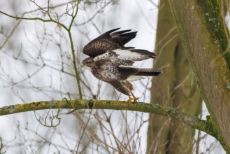Common buzzard (Buteo buteo)