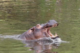 An adult male hippopotamus (Hippopotamus amphibius) shows aggression and defends its territory
