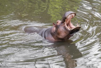 An adult male hippopotamus (Hippopotamus amphibius) shows aggression and defends its territory