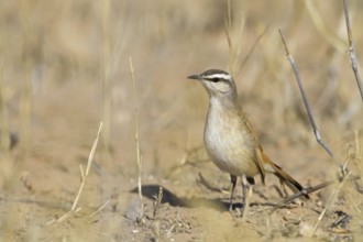Kalahari Scrub Robin (Cercotrichas paena), Northern Cape, Kgalagadi Transfrontier Park, South