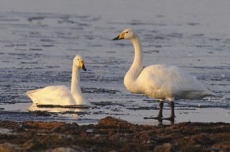 Whooper Swan (Cygnus cygnus), Lower Saxony, Germany