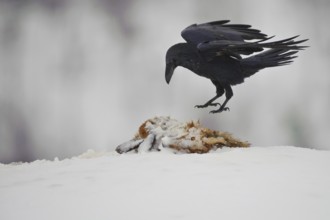 Northern Raven (Corvus corax), Norway