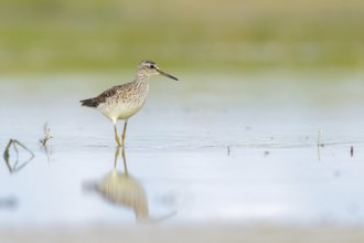 Wood Sandpiper (Tringa glareola) foraging, Lazio, Italy