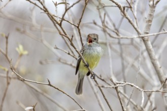 Galápagos flycatcher (Myiarchus magnirostris, San Cristobal, Galapagos, Ecuador