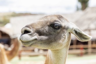 Alpaca and Llama Farm, near Cusco, Peru