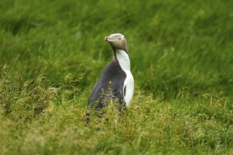 Yellow-eyed Penguin (Megadyptes antipodes), Enderby Island, Auckland Islands Archipelago, New