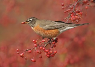 American Robin (Turdus migratorius), Ohio, USA