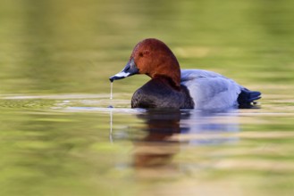 Common Pochard (Aythya ferina) male, Asturias, Spain