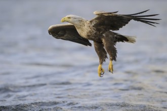 White-tailed Eagle (Haliaeetus albicilla) flying, Nord-Trondelag, Norway