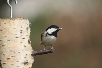 Coal Tit (Periparus ater), Lower Saxony, Germany