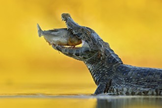 Yacare Caiman, crocodile with fish in with open muzzle with big teeth, Pantanal, Bolivia. Detail