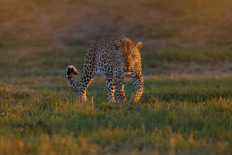 Leopard sunset, Panthera pardus shortidgei, nature habitat, big wild cat in nature habitat, sunny