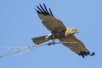 Western Marsh Harrier (Circus aeruginosus) male flying with nesting material, Baden-Wuerttemberg,