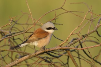 Red-backed Shrike (Lanius collurio) male, Lower Saxony, Germany