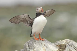Atlantic Puffin (Fratercula arctica), Varanger, Norway