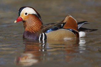 Mandarin Duck (Aix galericulata) male, Baden-Wuerttemberg, Germany