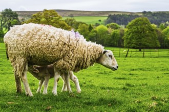 Sheeps, Pooley Bridge, Ullswater Lake, Lake District National Park, Cumbria, England, United