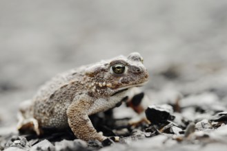 Natterjack toad (Epidalea calamita, Bufo calamita), North Rhine-Westphalia, Germany