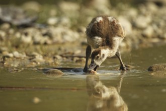 Egyptian goose (Alopochen aegyptiaca) young bird eating fish waste in a gravel pit, Allgäu,