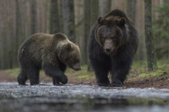 European brown bear (Ursus arctos), two bears walking calmly and relaxed along the edge of a forest