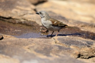Damara Sparrow (Passer diffusus), adult, at the water's edge, Mountain Zebra National Park, Eastern