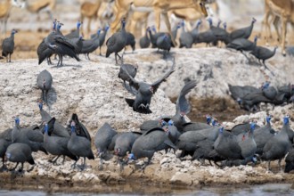 Helmeted guinea fowl (Numida meleagris), flock at the waterhole, Nxai Pan National Park, Botswana