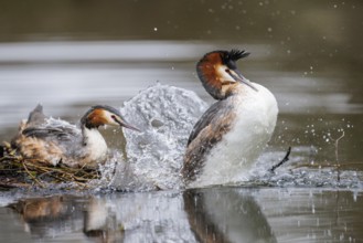 Great Crested Grebe (Podiceps cristatus), Germany