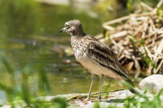 A bird on the bank of a body of water, surrounded by green and brown vegetation, warm spring