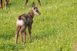 A young chamois (Rupicapra rupicapra) stands in a green meadow on a sunny day.. Tyrol, Austria