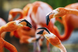 American flamingo, Phoenicopterus ruber, group of birds