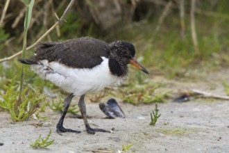 Eurasian Oystercatcher (Haematopus ostralegus) juvenile, Texel, Netherlands