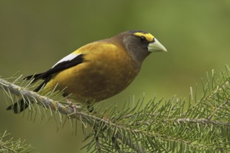 Evening Grosbeak (Hesperiphona vespertina) male, British Columbia, Canada