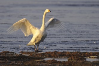 Whooper Swan (Cygnus cygnus), Lower Saxony, Germany