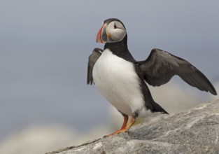 Atlantic Puffin (Fratercula arctica), Maine, USA